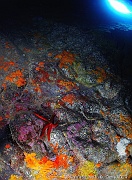 Ophidiaster ophidianus-Ambiance grotte Acores Maria Grotte bleue-14m-20170819-Denis-ADER-DSC_9425_tn_tn